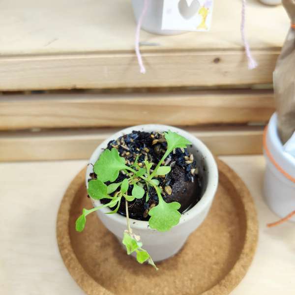 bomboniera semi battesimo bimba ecofattoart